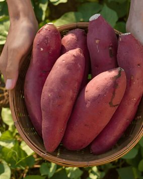 Salama Farms